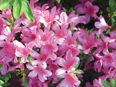 Lago Maggiore Lago Maggiore