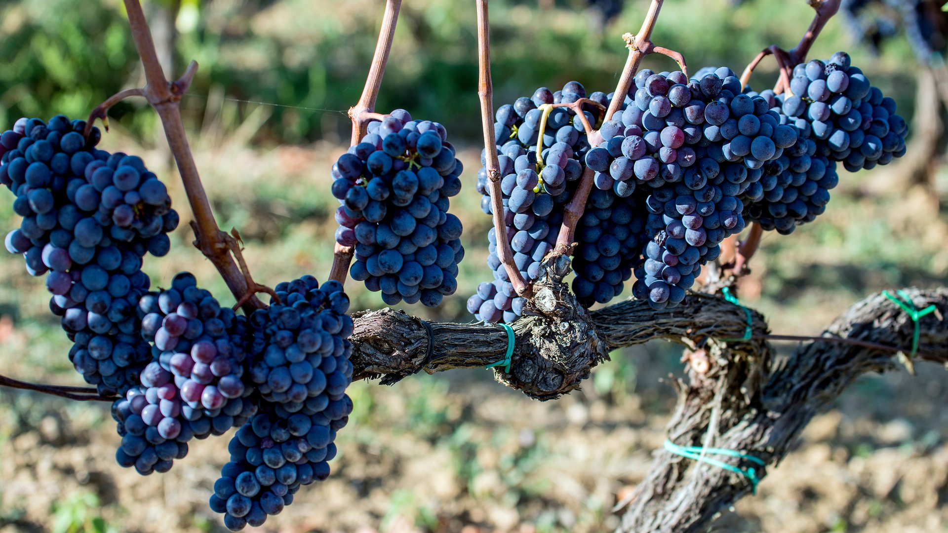 Toscana - Itinerario Toscano, le bellezze della Val d'Orcia