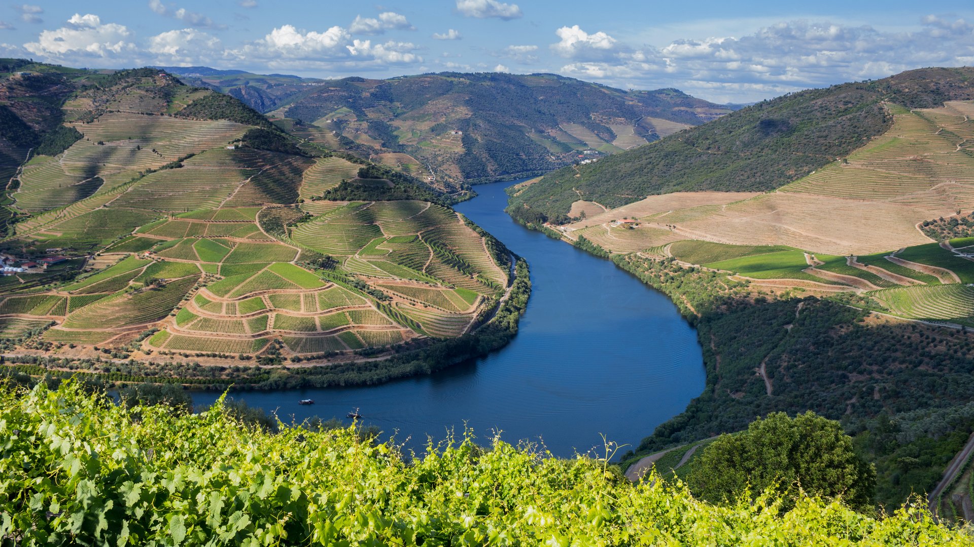 Portugal - Mandelblüte im Douro-Tal