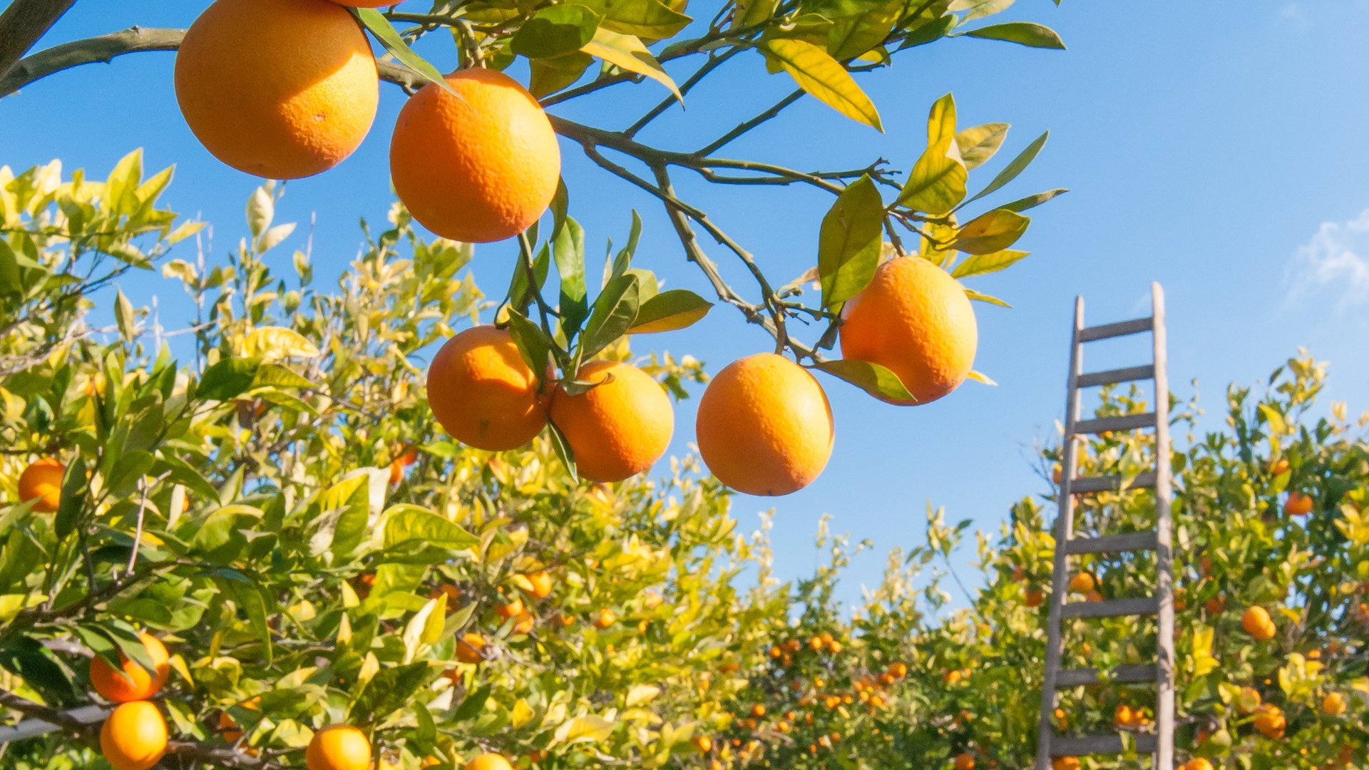 Valencia - Orangenernte und Paella in Valencia