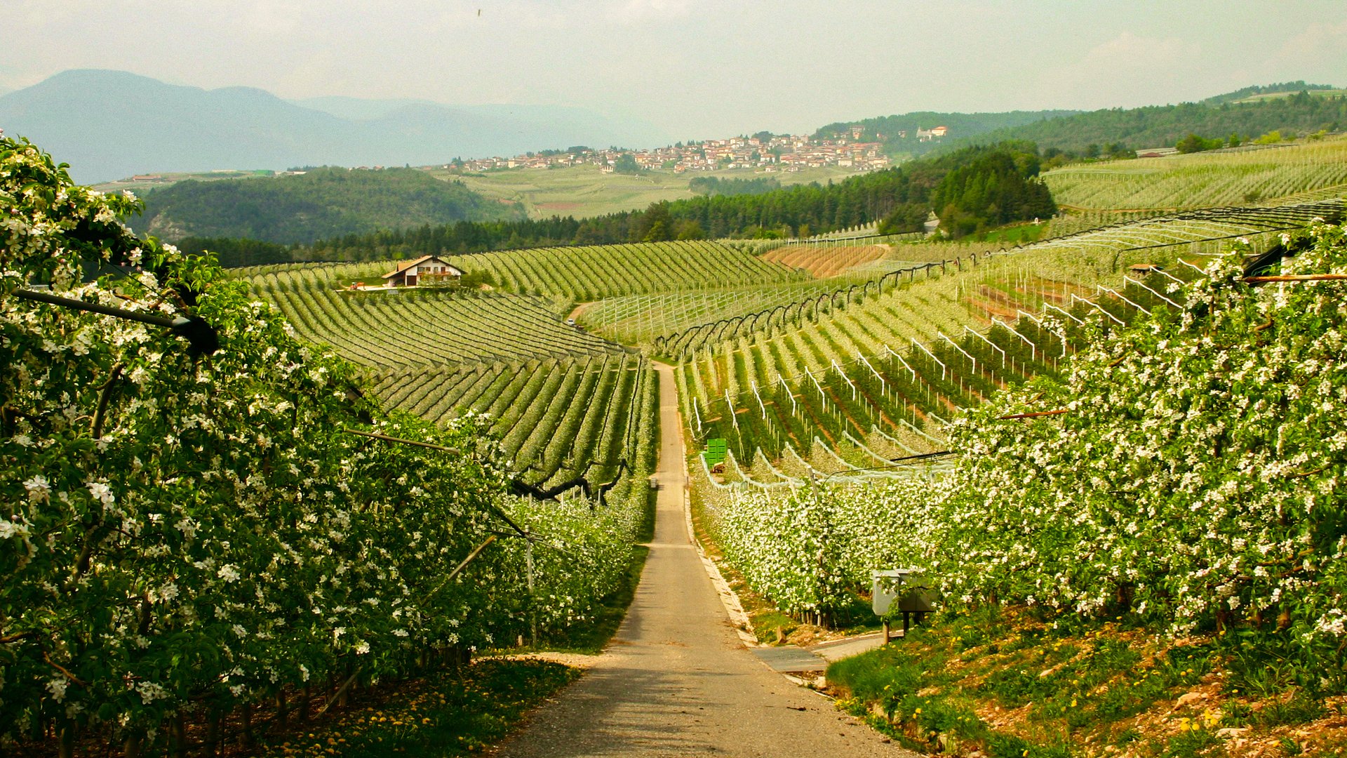 Cycling Delights in the Dolomites: Lakes, Castles & Wine Along the Via Claudia Augusta