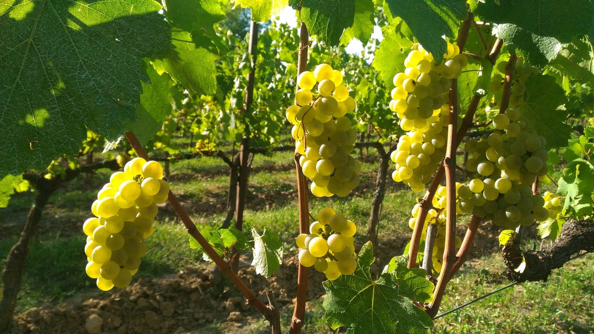 Lombardia e i suoi laghi - Lago d'Iseo e Franciacorta