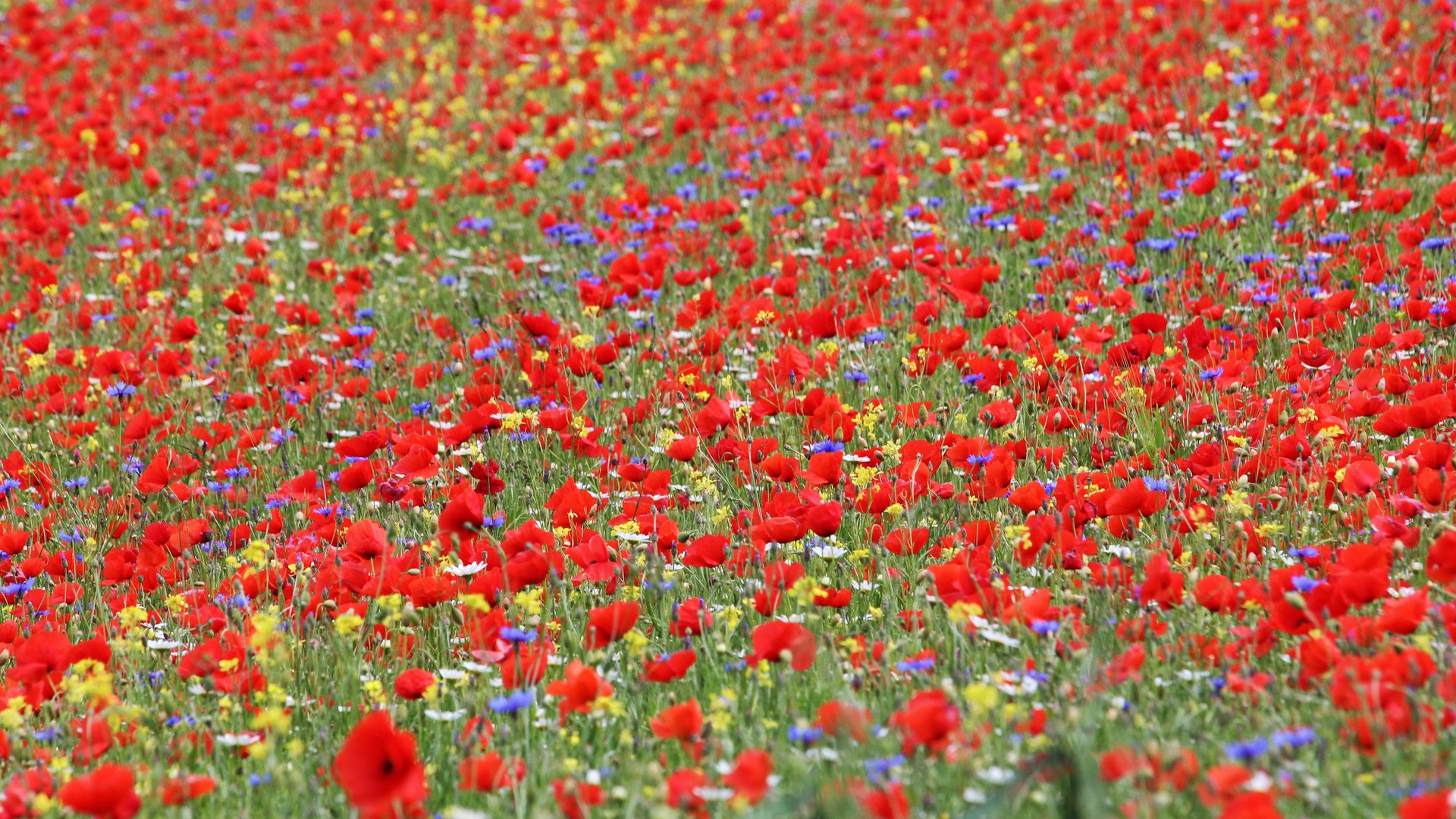 Tour Umbria and Marche: Italy’s Hidden Gems for B2B Group Travel Tour Umbria and Marche: Italy’s Hidden Gems for B2B Group Travel