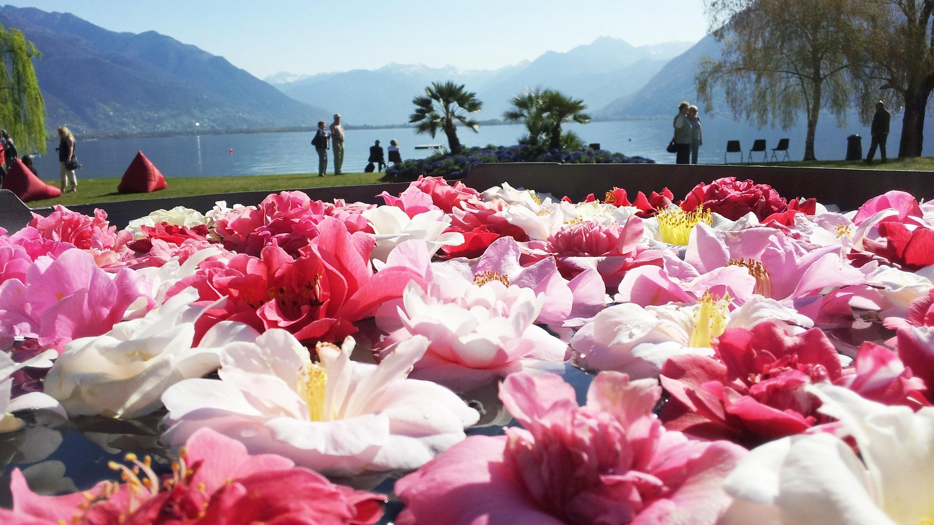 Lombardia e i suoi laghi - Festa delle Camelie a Locarno e Val d’Ossola