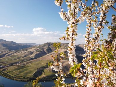 Italy & Beyond - Exclusive Group Travel Offers | Michelangelo International Travel Italy & Beyond - Exclusive Group Travel Offers | Michelangelo International Travel