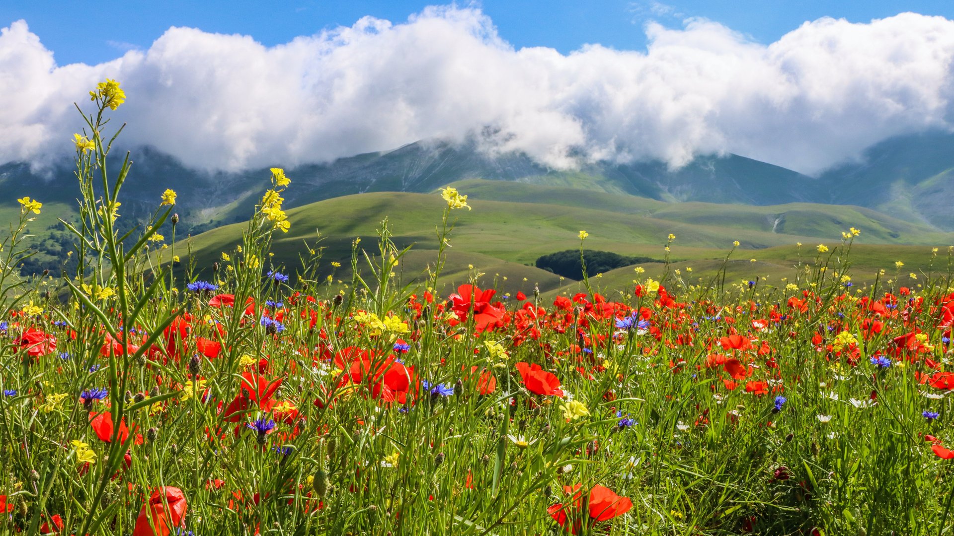 Umbria - Umbria in fiore