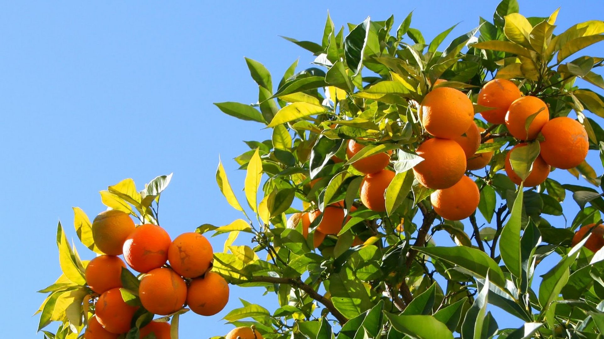 Portugal - Orangenernte in Algarve