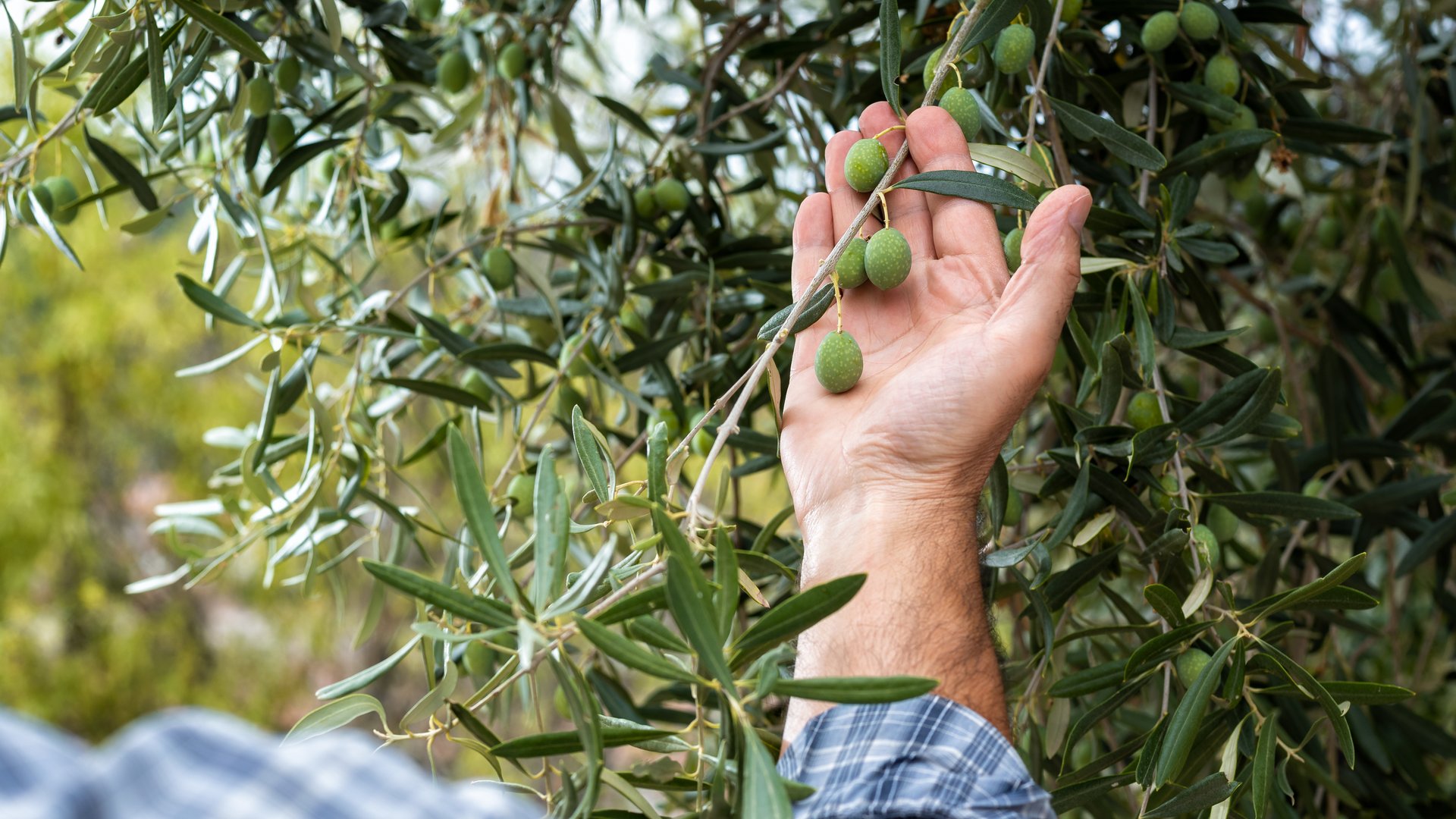 Culinary Tour of Umbria: Discover Italy's Green Soul