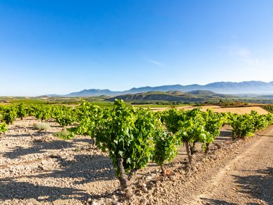 Culinary Tours Italy, Spain & Beyond – Wine & Food Tours for Groups Culinary Tours Italy, Spain & Beyond – Wine & Food Tours for Groups