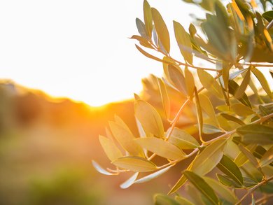 Group Tours Italy & the Mediterranean in January | michelangelo.travel Group Tours Italy & the Mediterranean in January | michelangelo.travel