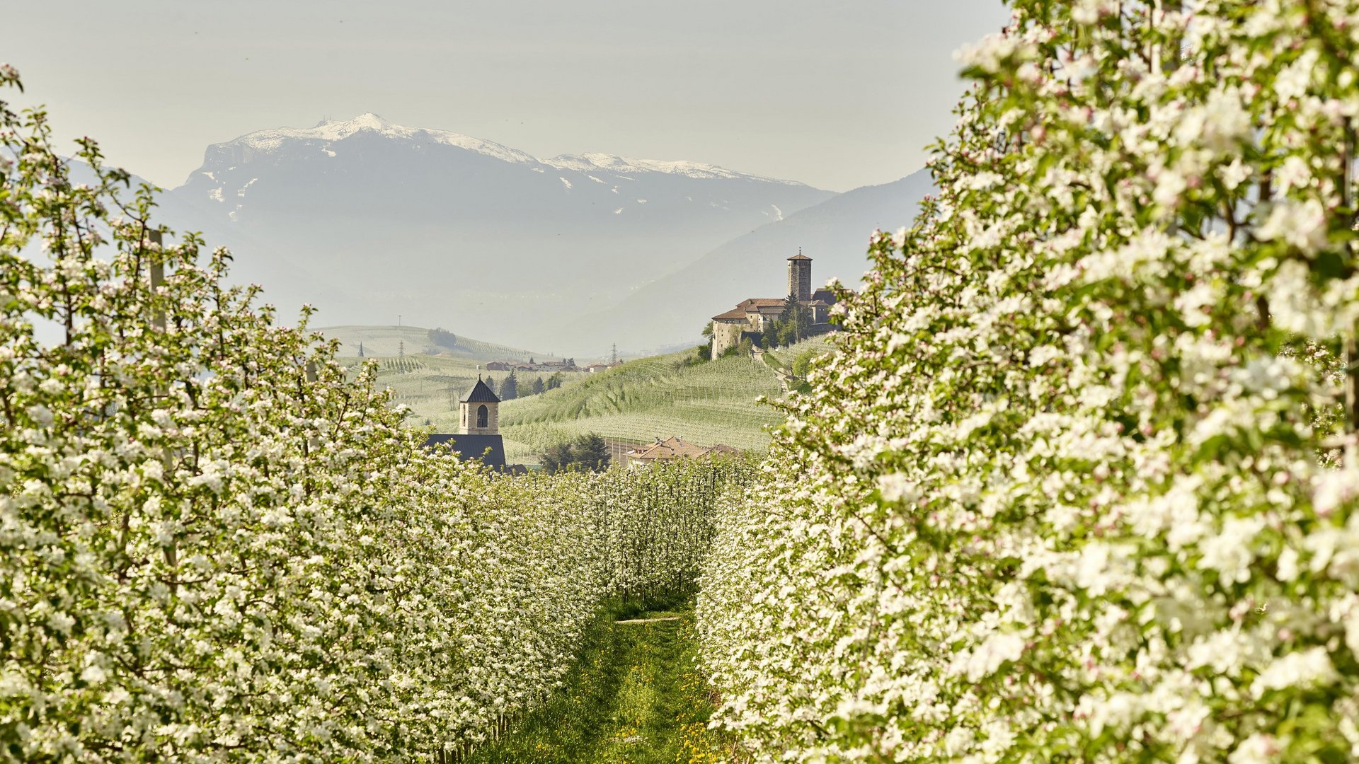 TOP ANGEBOT | Trentino-Südtirol - Urlaub inmitten der Apfelwiesen