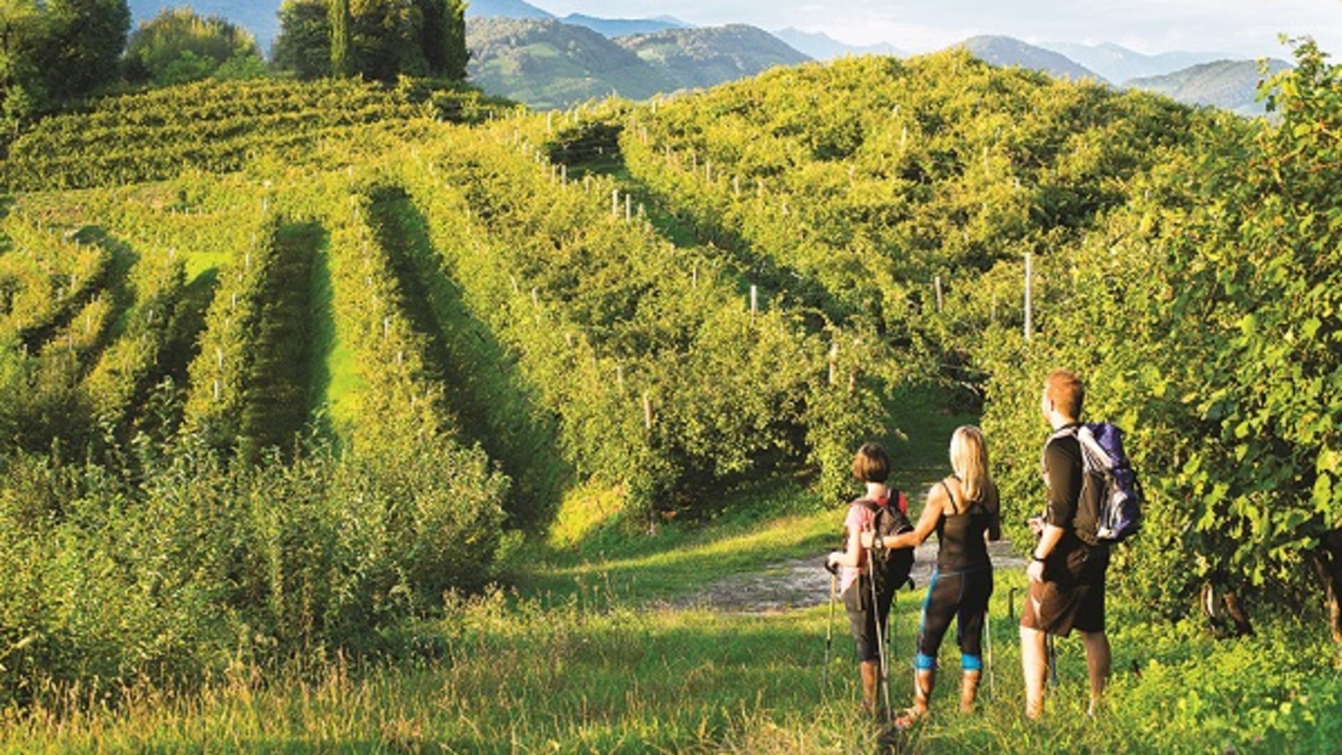 Explore Bassano, Prosecco Hills & Venice: Hiking, Wine, & Bacaro Tour