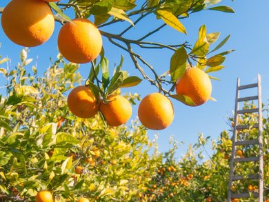 Region Valencia Region Valencia