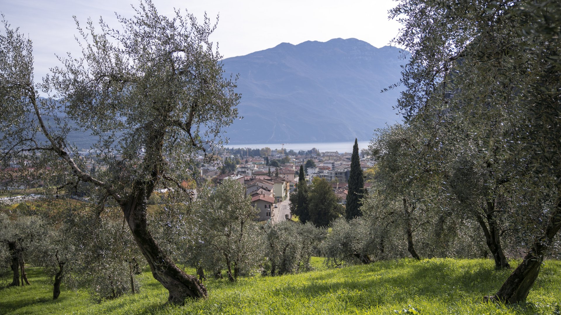 Gardasee - Oliverernte am Gardasee