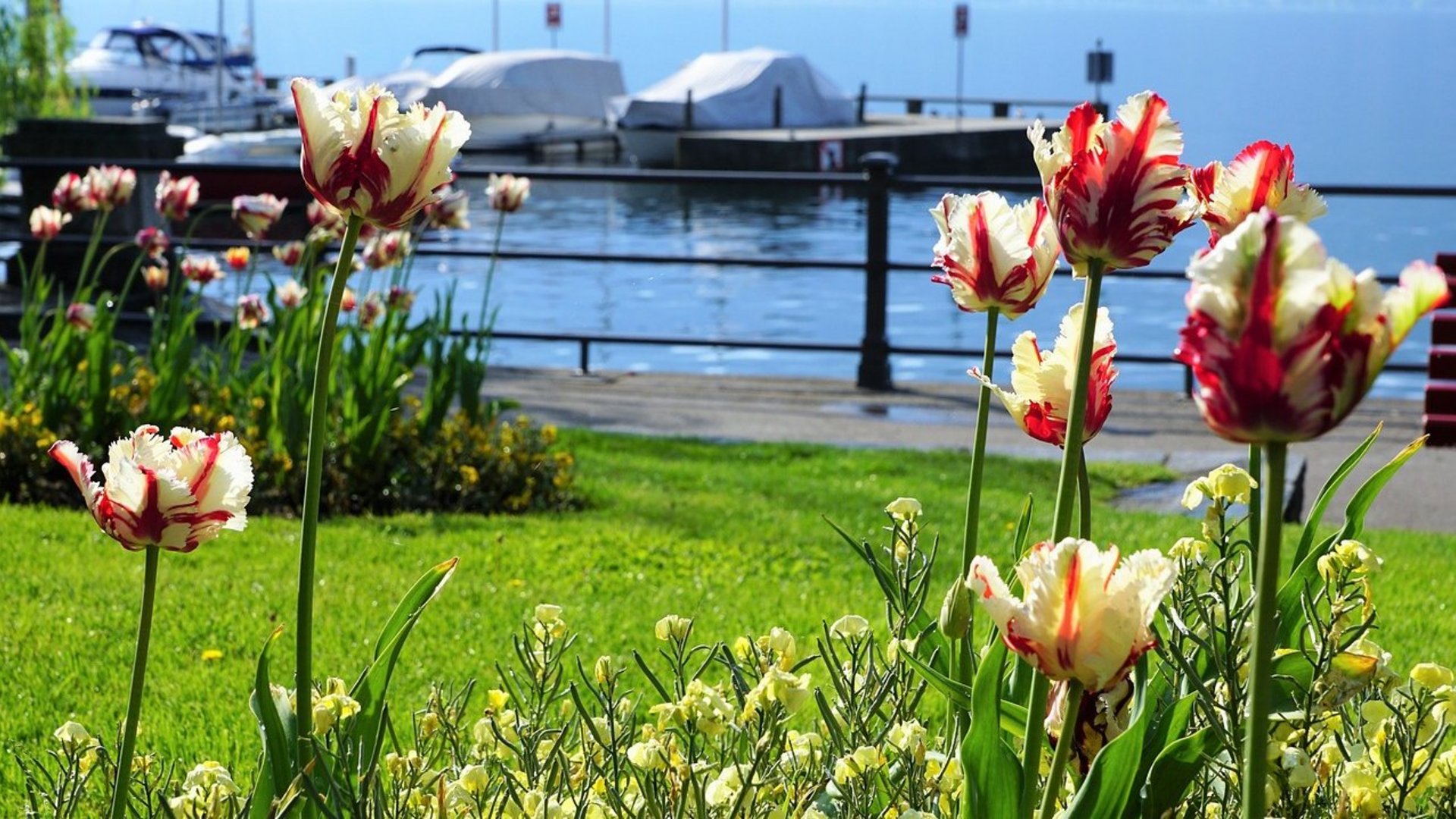 Lago Maggiore - „Tulpenfest“ am Lago Maggiore