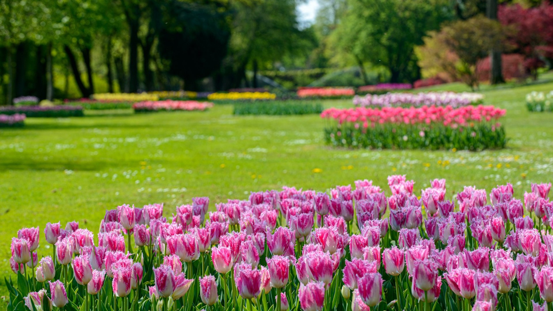 Lake Garda: Tulips in Bloom – 6 Days of Scenic Beauty & Culture