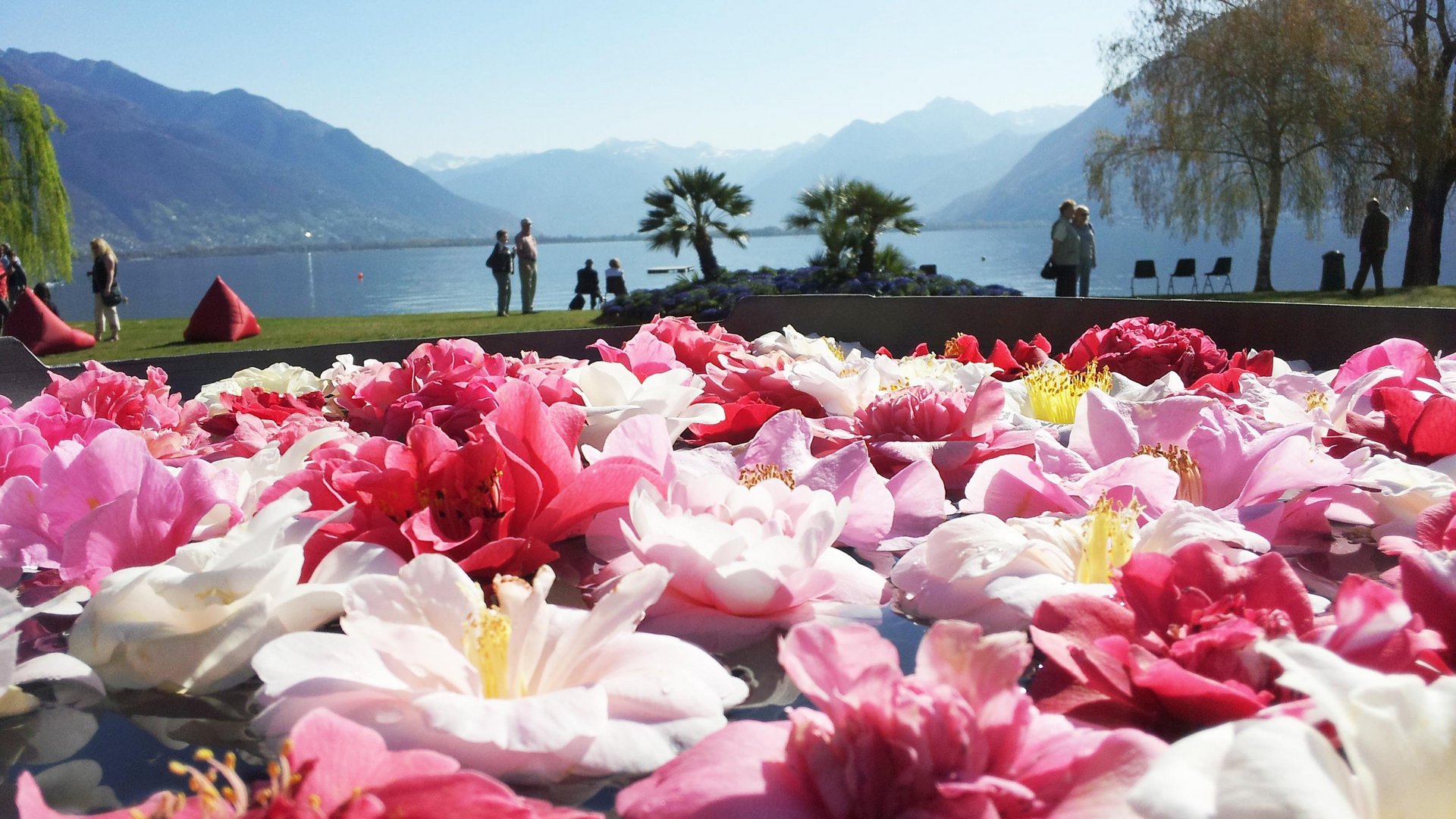 Lago Maggiore - Kamelien am Lago Maggiore