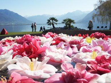 TOP ANGEBOT | Lago Maggiore - Bezaubernde Seenlandschaften