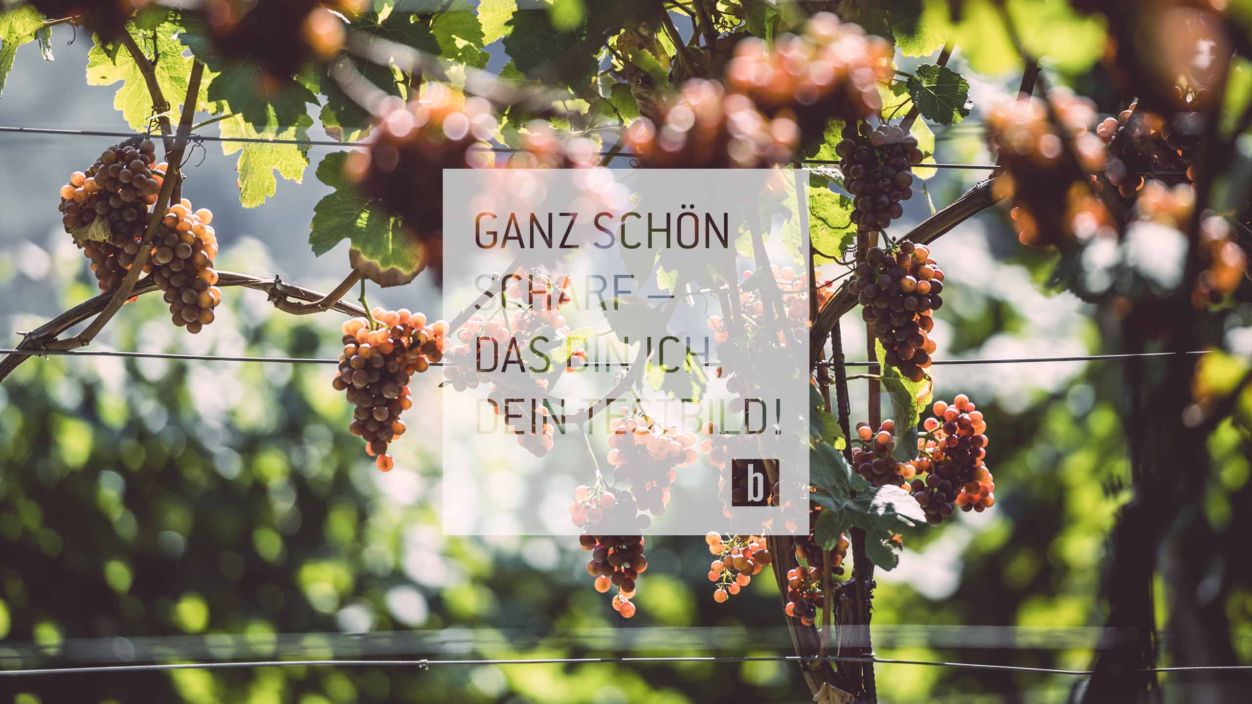 Wein Wein